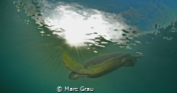 Green turtle under de sun by Marc Grau 